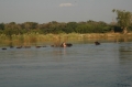 Hippo showing us his teeth 